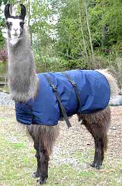llama blanket